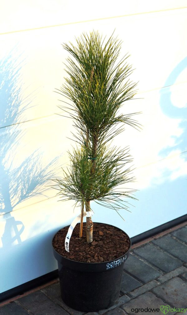 SOSNA CZERWONA HIWATHA VARIEGATED Pinus resinosa