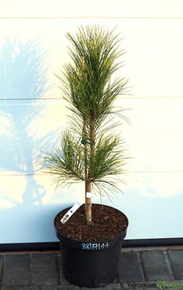 SOSNA CZERWONA HIWATHA VARIEGATED Pinus resinosa