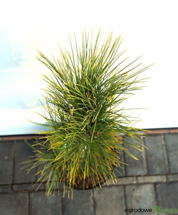 SOSNA CZERWONA HIWATHA VARIEGATED Pinus resinosa