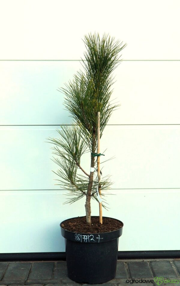 SOSNA CZERWONA HIWATHA VARIEGATED Pinus resinosa