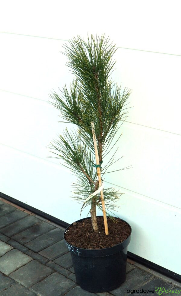 SOSNA CZERWONA HIWATHA VARIEGATED Pinus resinosa