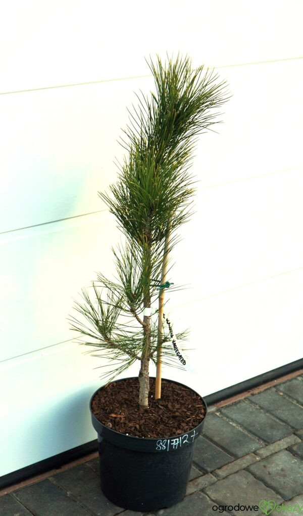 SOSNA CZERWONA HIWATHA VARIEGATED Pinus resinosa