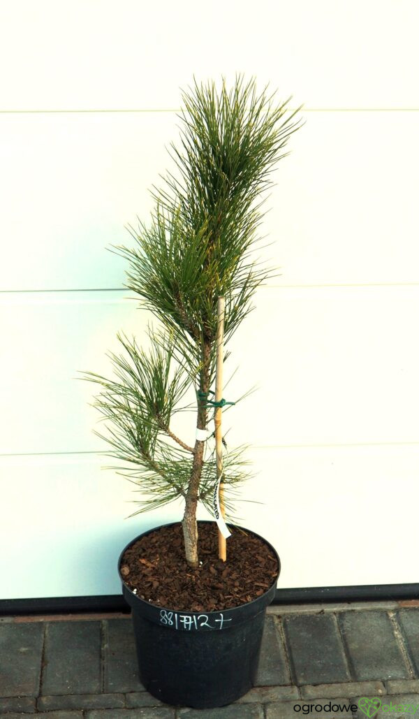 SOSNA CZERWONA HIWATHA VARIEGATED Pinus resinosa