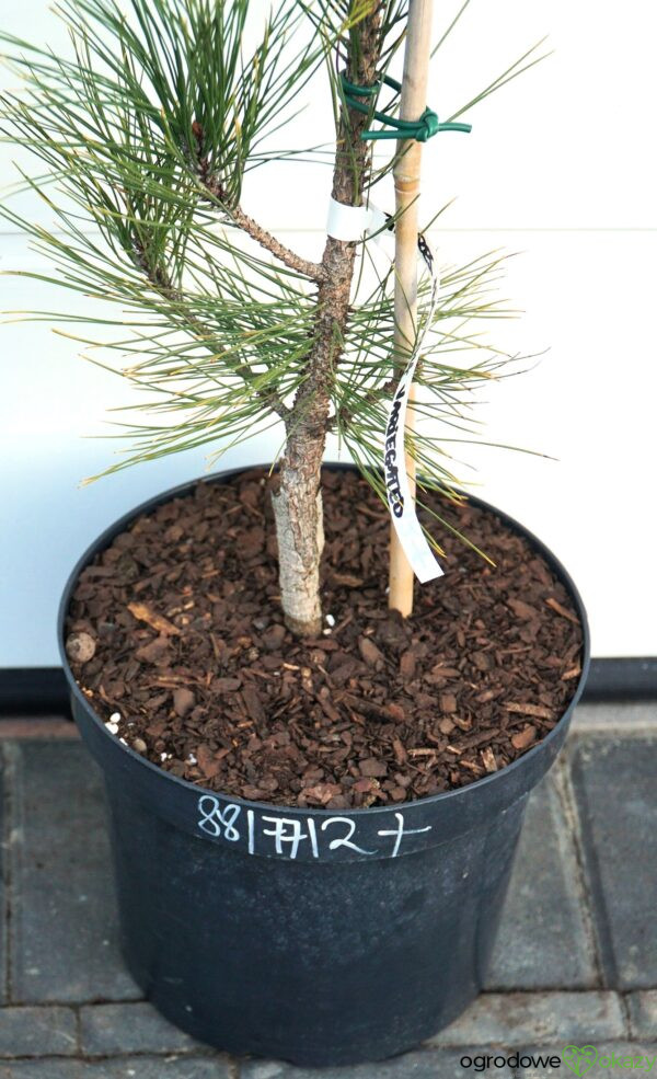 SOSNA CZERWONA HIWATHA VARIEGATED Pinus resinosa