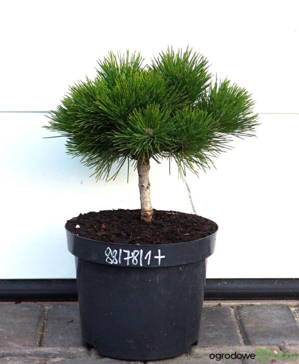 SOSNA THUNBERGA HERB KELLY DWARF Pinus thunbergii