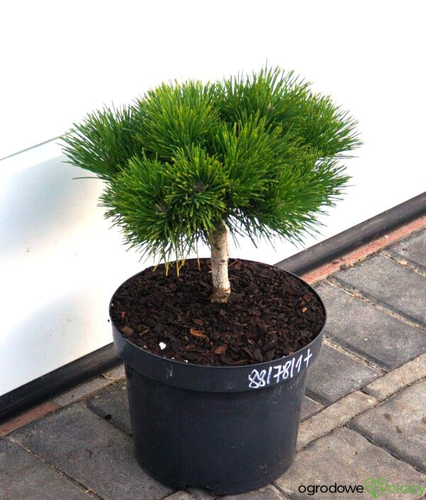 SOSNA THUNBERGA HERB KELLY DWARF Pinus thunbergii