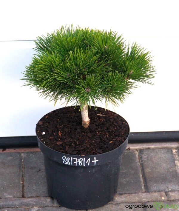 SOSNA THUNBERGA HERB KELLY DWARF Pinus thunbergii