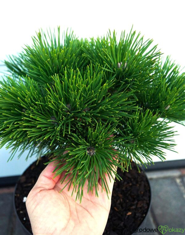 SOSNA THUNBERGA HERB KELLY DWARF Pinus thunbergii