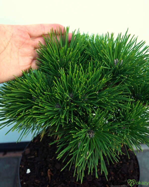 SOSNA THUNBERGA HERB KELLY DWARF Pinus thunbergii