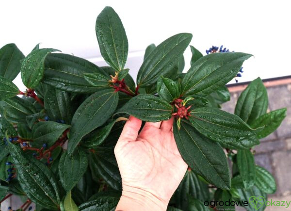 KALINA DAVIDA Viburnum davidii