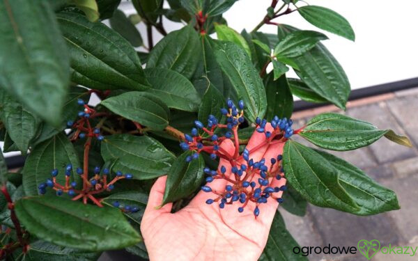 KALINA DAVIDA Viburnum davidii