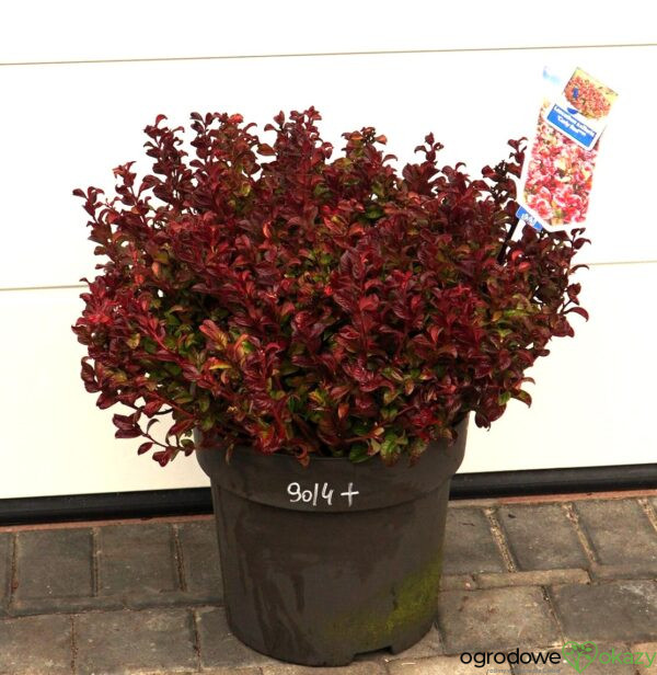 KIŚCIEŃ WAWRZYNOWY CURLY RED Leucothoe axillaris