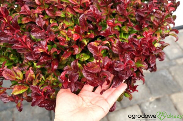 KIŚCIEŃ WAWRZYNOWY CURLY RED Leucothoe axillaris