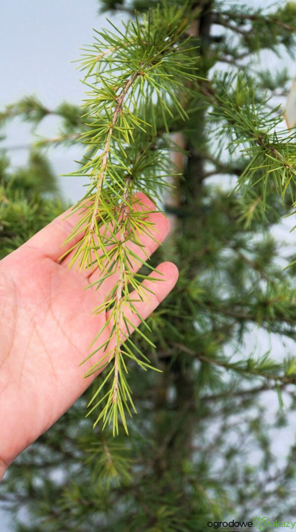 CEDR HIMALAJSKI AUREA Cedrus deodara