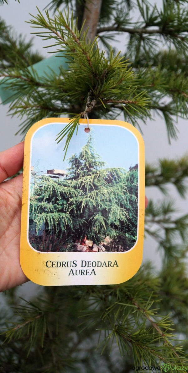 CEDR HIMALAJSKI AUREA Cedrus deodara