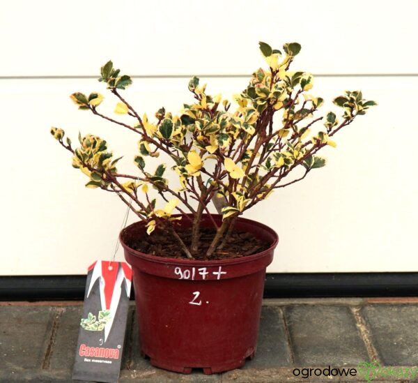 OSTROKRZEW MESERVY CASANOVA PBR Ilex × meserveae