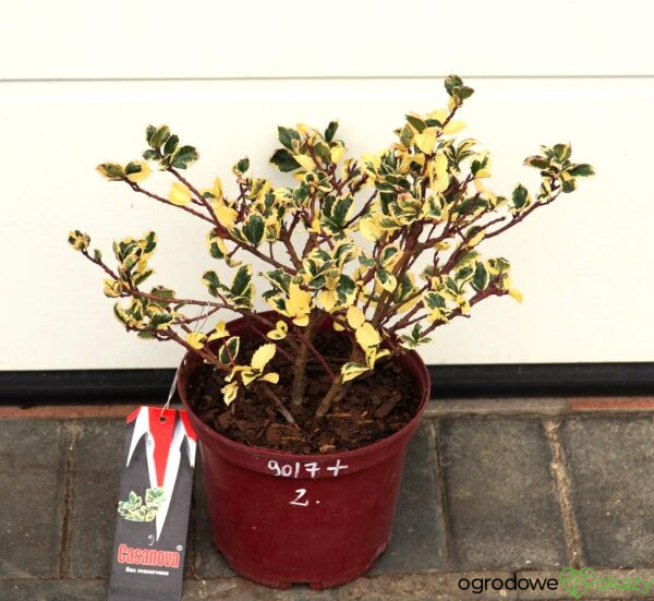 OSTROKRZEW MESERVY CASANOVA PBR Ilex × meserveae