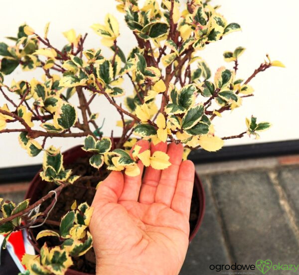 OSTROKRZEW MESERVY CASANOVA PBR Ilex × meserveae