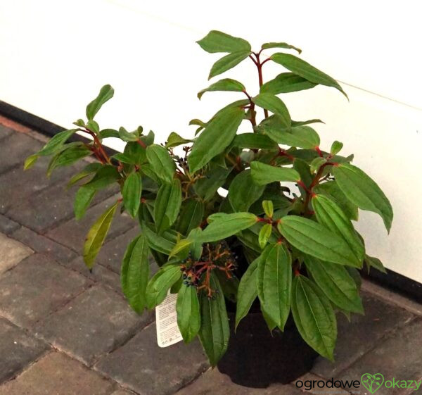 KALINA DAVIDA Viburnum davidii