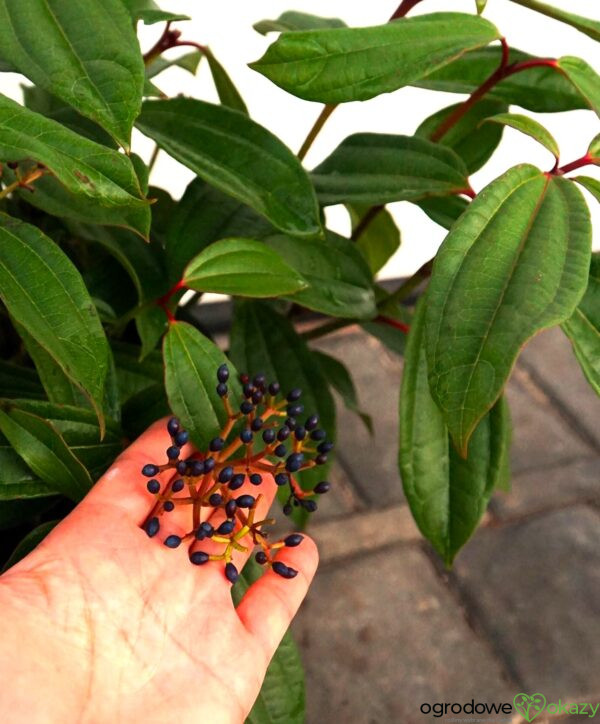 KALINA DAVIDA Viburnum davidii