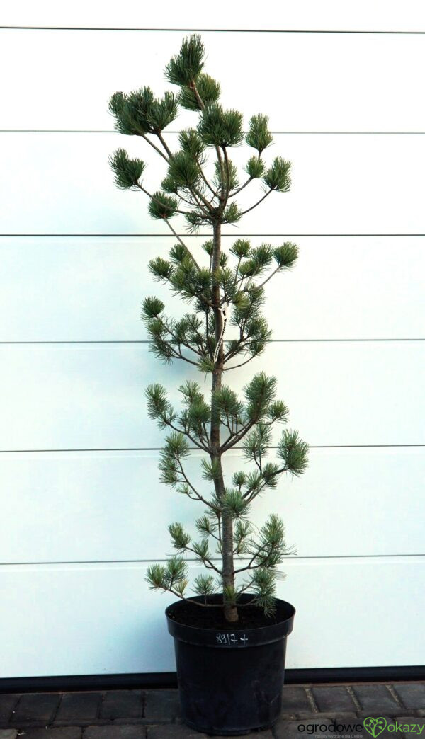 SOSNA DROBNOKWIATOWA TEMPELHOF Pinus parviflora