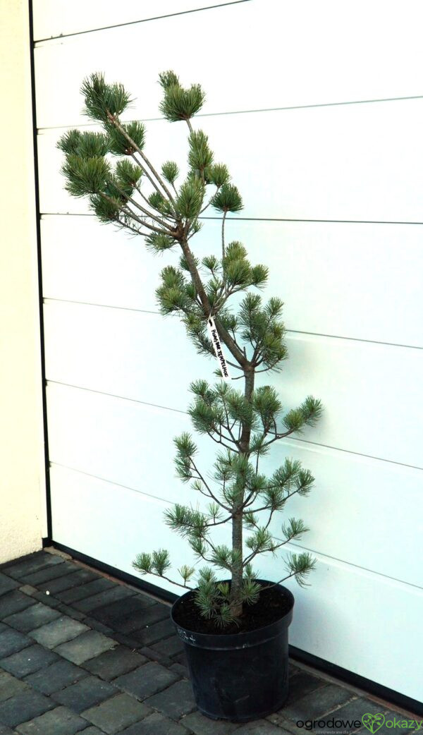 SOSNA DROBNOKWIATOWA TEMPELHOF Pinus parviflora