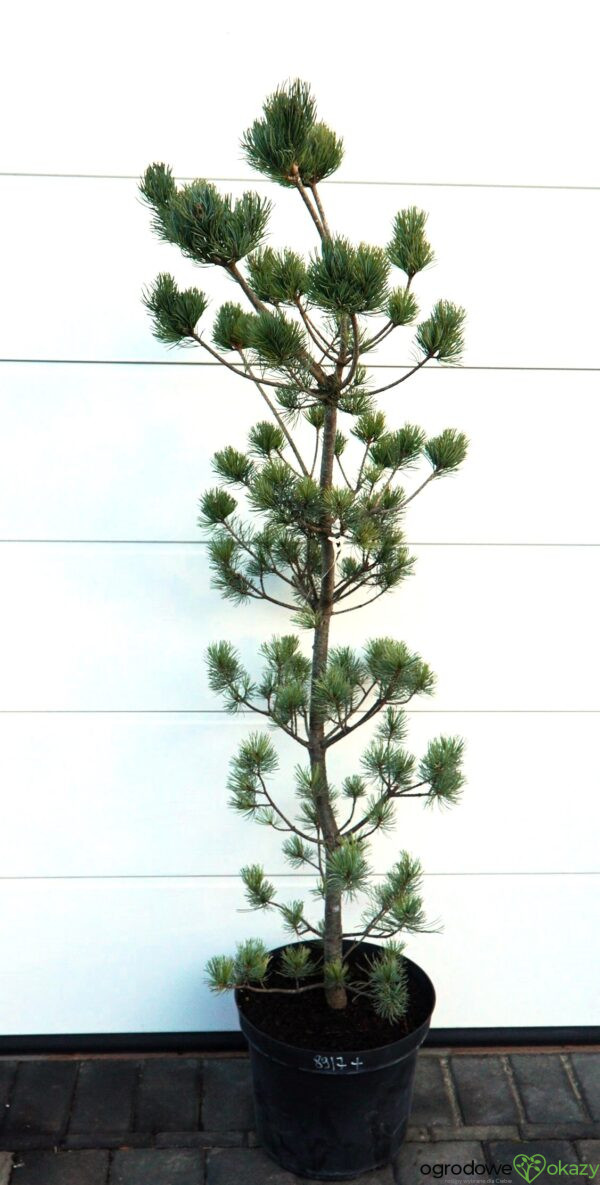 SOSNA DROBNOKWIATOWA TEMPELHOF Pinus parviflora