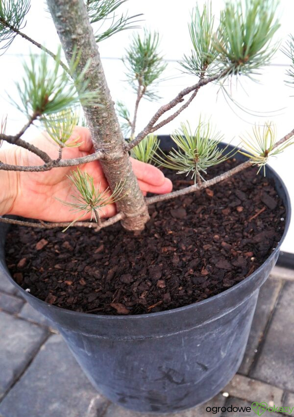 SOSNA DROBNOKWIATOWA TEMPELHOF Pinus parviflora