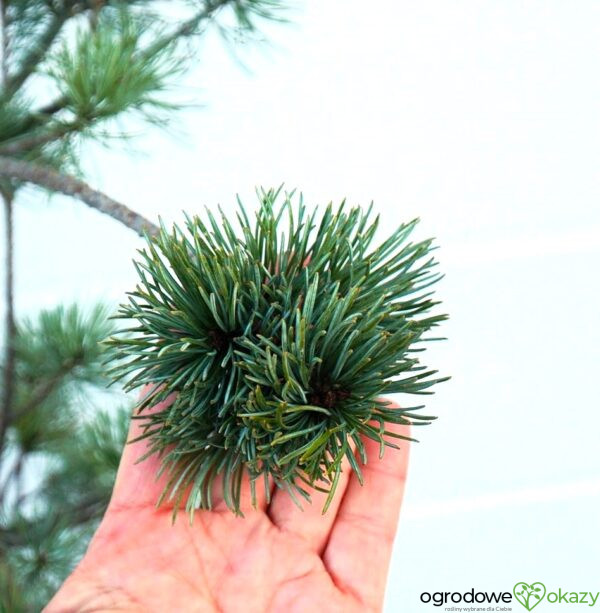 SOSNA DROBNOKWIATOWA TEMPELHOF Pinus parviflora