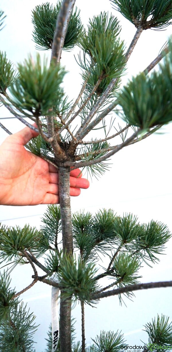 SOSNA DROBNOKWIATOWA TEMPELHOF Pinus parviflora