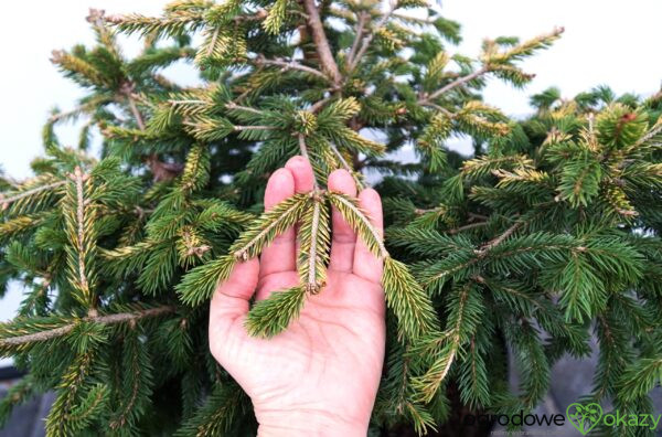 ŚWIERK POSPOLITY ACRO-YELLOW Picea abies