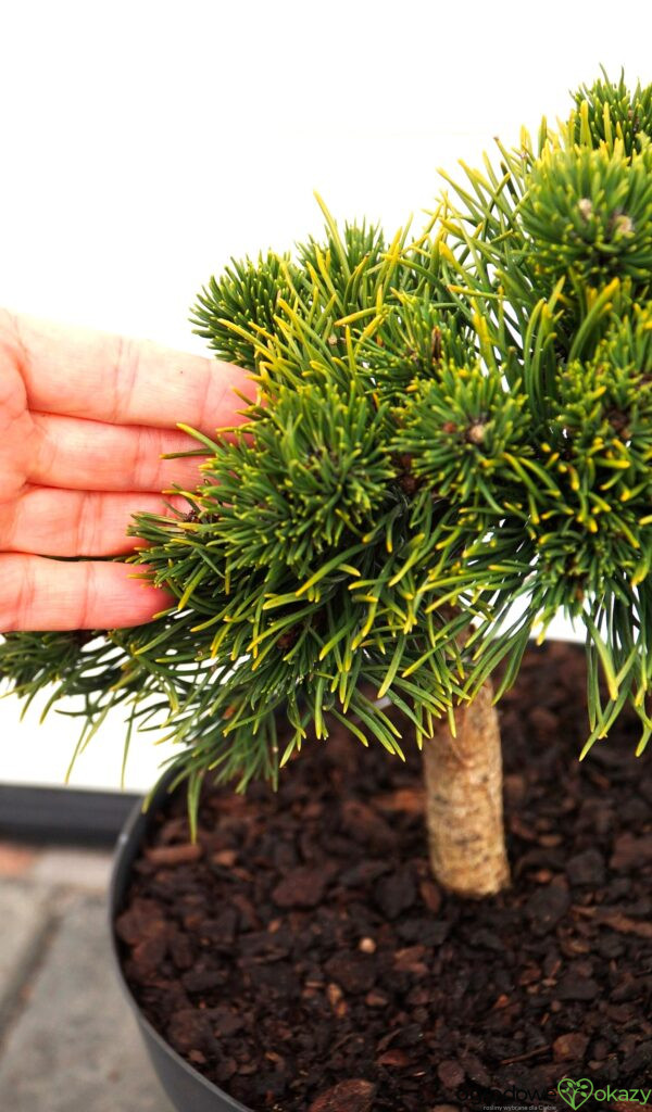 SOSNA GÓRSKA JAKOBSEN Pinus mugo