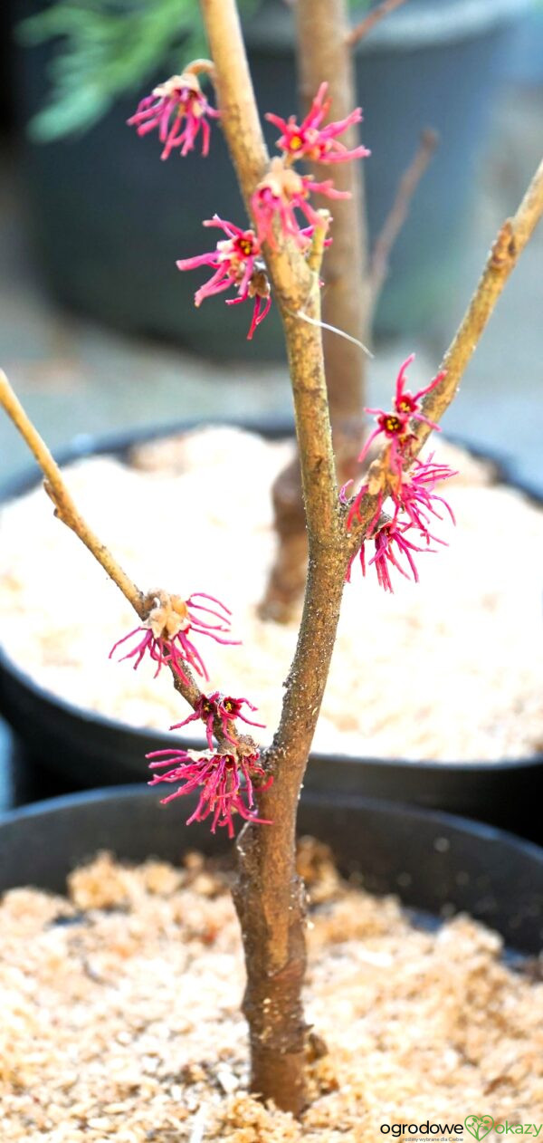 OCZAR WIOSENNY AMETHYST Hamamelis vernalis