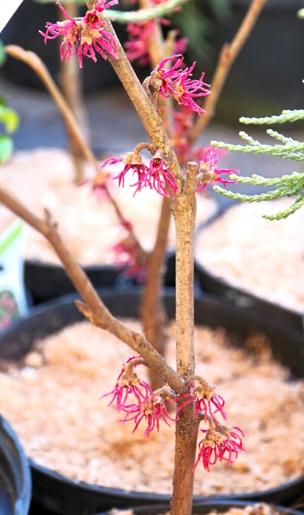 OCZAR WIOSENNY AMETHYST Hamamelis vernalis