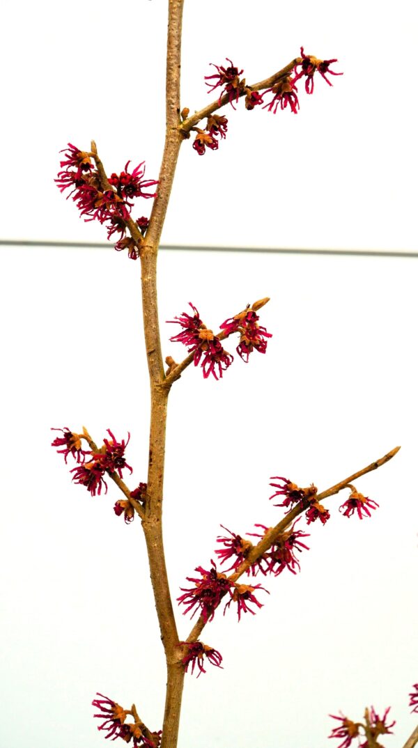 OCZAR WIOSENNY AMETHYST Hamamelis vernalis