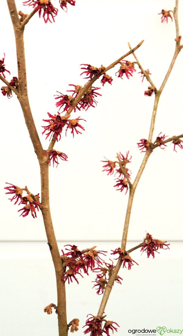 OCZAR WIOSENNY AMETHYST Hamamelis vernalis