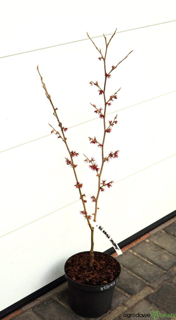 OCZAR WIOSENNY AMETHYST Hamamelis vernalis