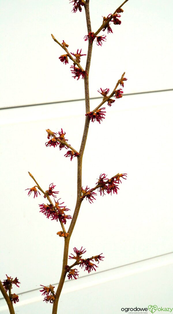 OCZAR WIOSENNY AMETHYST Hamamelis vernalis