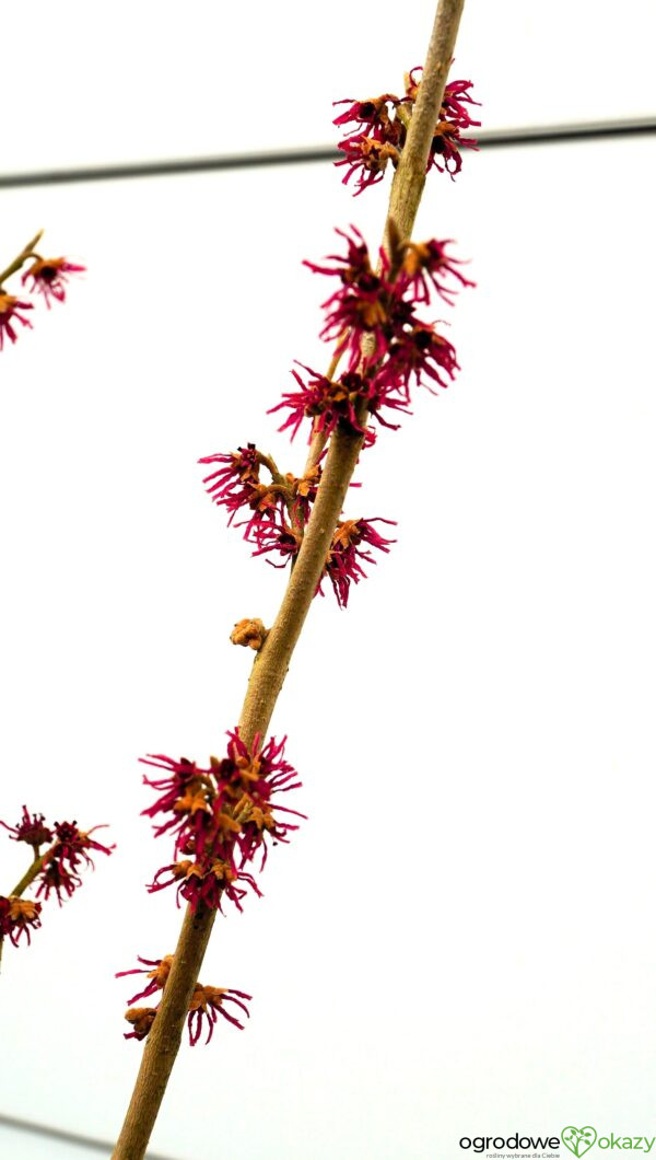 OCZAR WIOSENNY AMETHYST Hamamelis vernalis