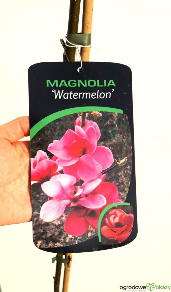 MAGNOLIA WATERMELON