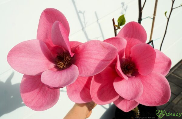 MAGNOLIA WATERMELON