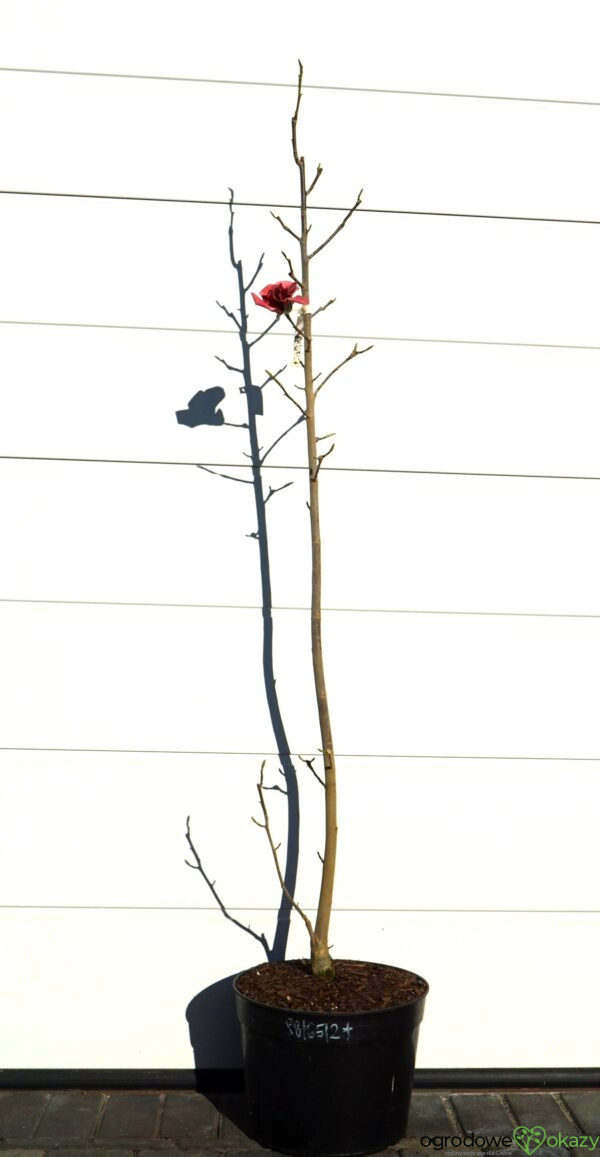MAGNOLIA WATERMELON