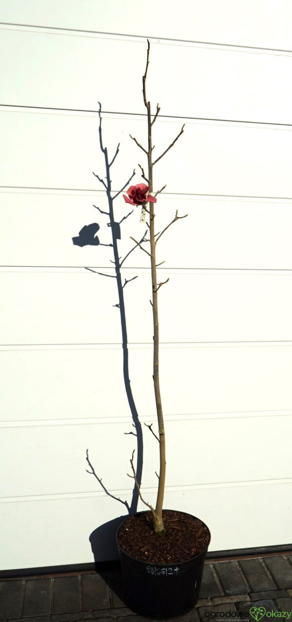 MAGNOLIA WATERMELON