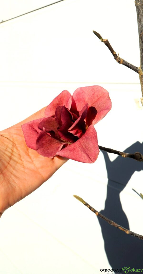 MAGNOLIA WATERMELON