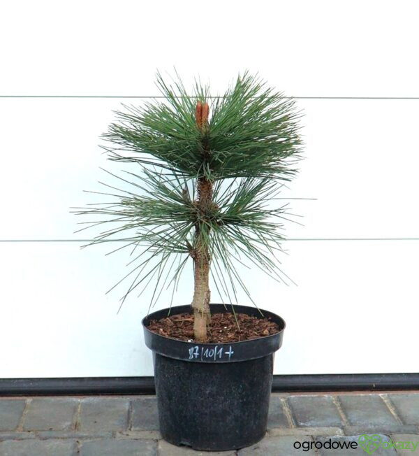 SOSNA JEFFREYA JOPPI Pinus jeffreyi