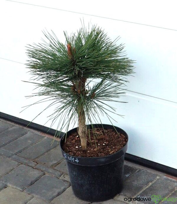 SOSNA JEFFREYA JOPPI Pinus jeffreyi