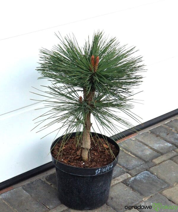 SOSNA JEFFREYA JOPPI Pinus jeffreyi