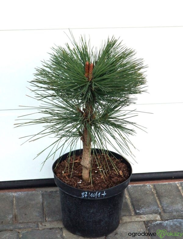 SOSNA JEFFREYA JOPPI Pinus jeffreyi