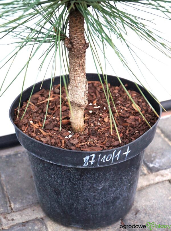 SOSNA JEFFREYA JOPPI Pinus jeffreyi