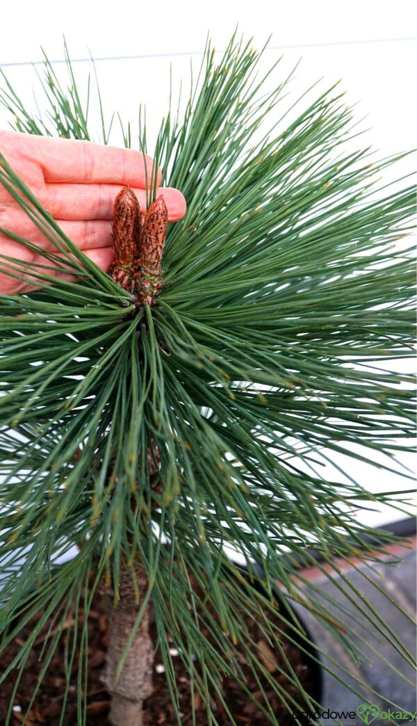 SOSNA JEFFREYA JOPPI Pinus jeffreyi